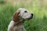 SETTER ANGLAIS 250